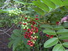 Branch of a shrub showing elliptical leaves and bunches of green and red berries