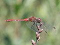 male, Photo by Kristian Peters