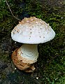 Amanita ochrophylloides