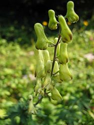 Aconitum vulparia