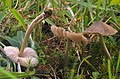 Entoloma conferendum