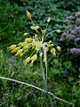 Allium flavum