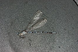 Argia carlcooki