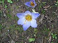 Crocus cancellatus close-up