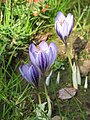 Crocus cancellatus