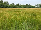 Vroeg zomeraspect van een rompgemeenschap met veldrus