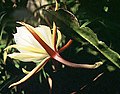 Epiphyllum laui