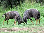 Nyalas fighting using their horns