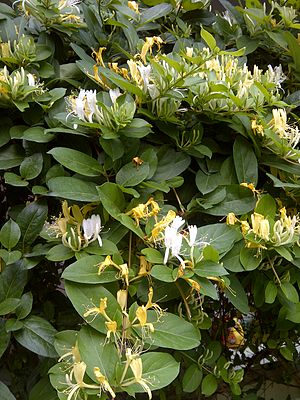Ιαπωνικό αγίοκλημα (Lonicera japonica)