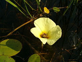 Hydrocleys nymphoides