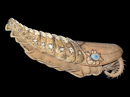 Life size model (about 60 cm) of Laggania cambria' (Anomalocarididae) Model in based on fossils from Burgess Shale (middle Cambrian), Canada.