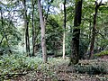 Siepener Bachtal - gesunder Mischwald in unterschiedlichen Arten u. Altersklassen