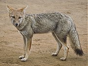 Gray canine in barren grass