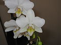 Phalaenopsis small white cultivar close-up