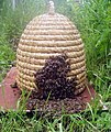 Einzug eines Bienenschwarms in einen traditionellen Bienenkorb