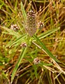 Pogostemon stellatus