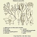 Detailed anatomy of flower, fruit and winged seed. Line drawing by Daniel Oliver (publisher of genus)