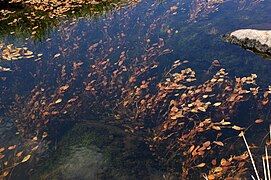 Knöterich-Laichkraut (Potamogeton polygonifolius)