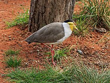 brown, white, and black lapwing with bare, yellow face
