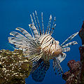 Vörös tűzhal (Pterois volitans)