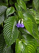 Rhychoglossum azureum