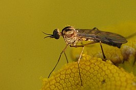 Trichopeza longicornis