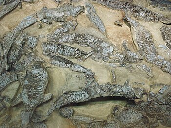 An Aetosaurus bonebed.