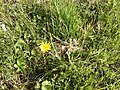 Tragopogon pratensis, Wiesen-Bocksbart