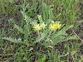 Astragalus dasyanthus