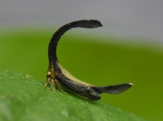 Cladonota rex in La Selvia, Costa Rica