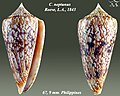 Conus neptunus Reeve, L.A., 1843