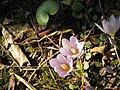 Crocus kotschyanus inner side of flowers