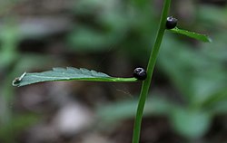 Hành con trên Dentaria bulbifera