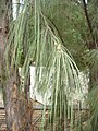 Είδος καζουαρίνας (Casuarina equisetifolia)