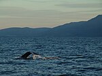 Skjalfandi körfezinde, Húsavík yakınlarındaki balinalar