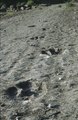 A theropod trackway at Dinosaur Plateau