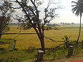 Paddy fields-Ripe for harvest