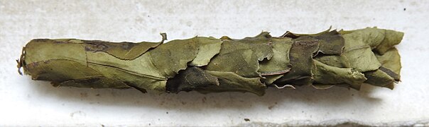 Dissected nest of a Megachile