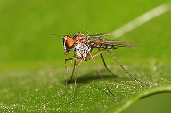 Long-legged fly