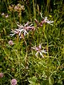 Lychnis flos-cuculi