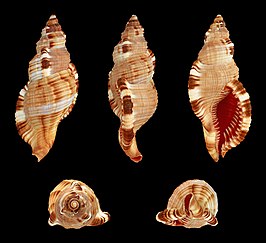 Monoplex pilearis