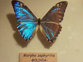 Morpho zephyritis