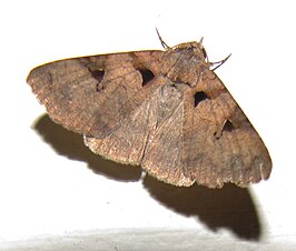 Avatha discolor