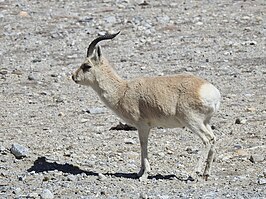 Tibetaanse gazelle