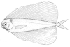 Pteraclis velifera