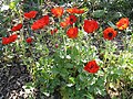 Legyezőszerű boglárka (Ranunculus asiaticus)