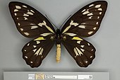 Ornithoptera victoriae regis, female dorsal view