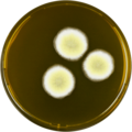 Aspergillus chevalieri growing on MEAOX plate