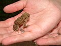 Barna varangy (Bufo bufo)