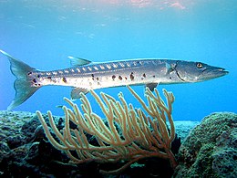 Nagy barrakuda (Sphyraena barracuda)